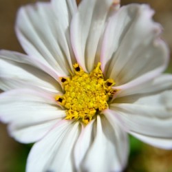 White Cosmos Blossom